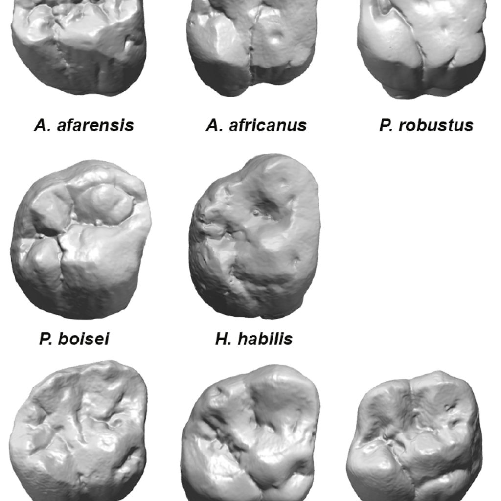 New studies on the evolution and function of Carabelli trait published